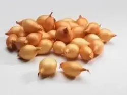 Small Onions - Wholesale Freshness