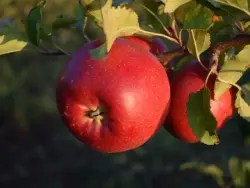 Premium Rosy Glow Apple
