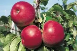 Premium 'Rosy Glow' Apples