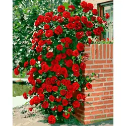 YS YS46752 | Paint by Numbers Kit 40x50 cm Climbing Rose